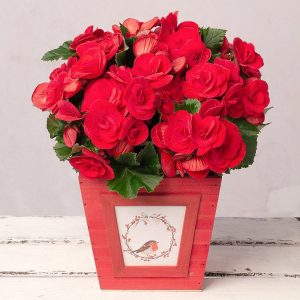 This red Begonia plant is the perfect present to gift your loved one this Christmas. Delivered in a wooden pot featuring a cute robin design