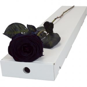 Letterbox Single Black (Dyed) Rose