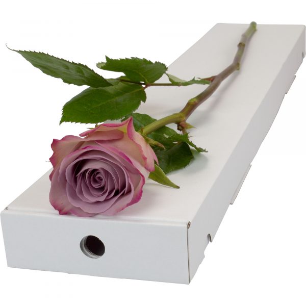 A stunning Single Lilac Rose tied in a letterbox friendly box.
