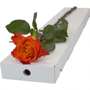 A stunning Single Orange Rose tied in a letterbox friendly box.