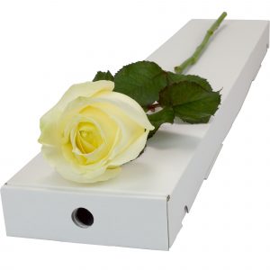 A stunning Single White Rose tied  in a letterbox friendly box.